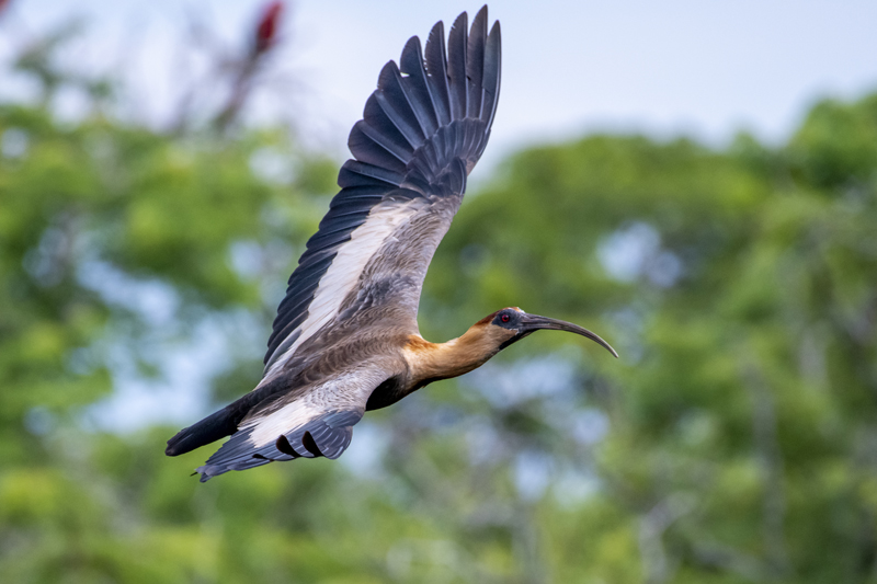 Bonito - Photo by Hudson Garcia (40)